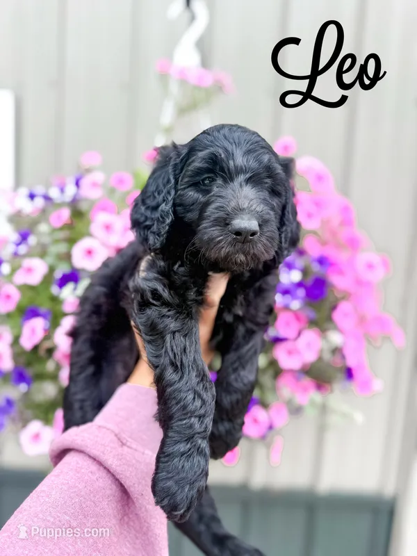 Leo – Goldendoodle puppy for sale in Ohio City, OH