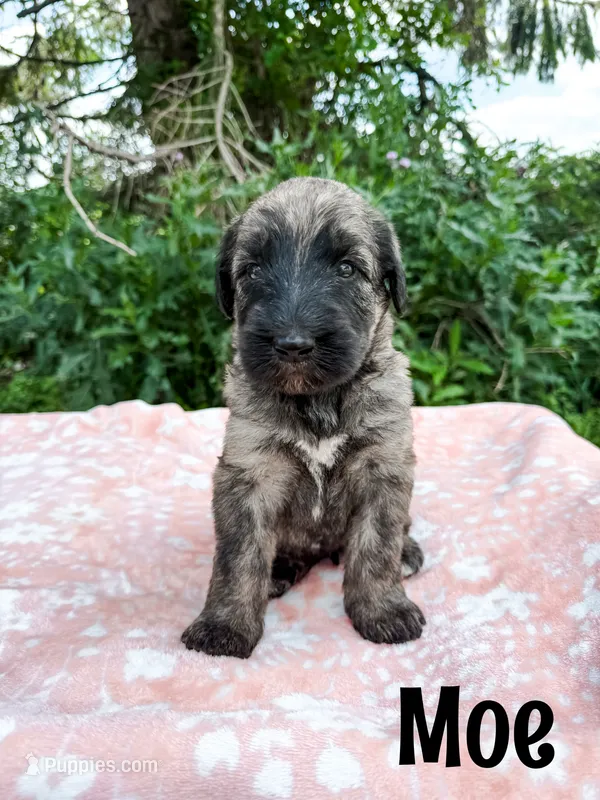 Moe – Irish Wolfadoodle puppy for sale in Ohio City, OH