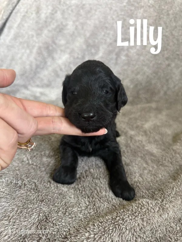 Lilly – Goldendoodle puppy for sale in Ohio City, OH