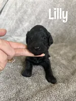 Lilly, a female Goldendoodle for sale in Ohio City, OH – 1 of 1