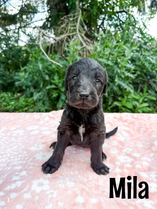 Mila – Irish Wolfadoodle puppy for sale in Ohio City, OH