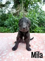 Mila, a female Irish Wolfadoodle for sale in Ohio City, OH – 1 of 1