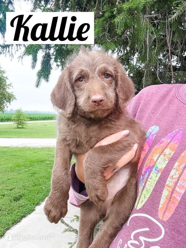 Kallie – Labradoodle puppy for sale in Ohio City, OH