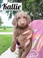 Kallie, a female Labradoodle for sale in Ohio City, OH – 2 of 5