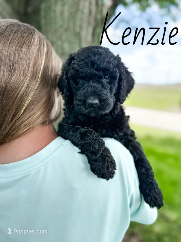 Kenzie – Labradoodle puppy for sale in Ohio City, OH