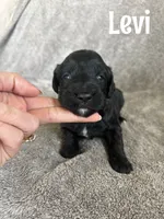 Levi, a male Goldendoodle for sale in Ohio City, OH – 1 of 1