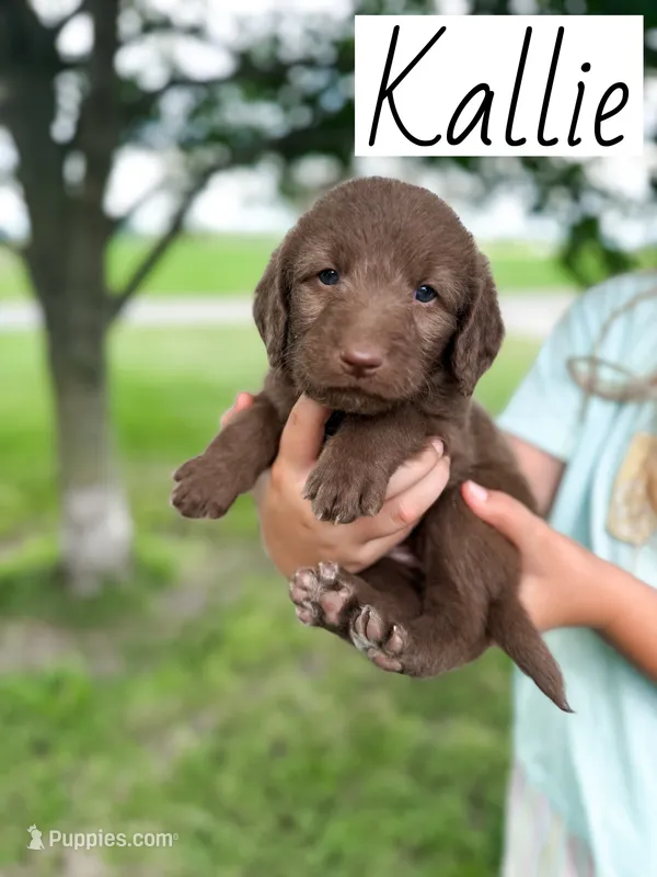 Kallie – Labradoodle puppy for sale in Ohio City, OH