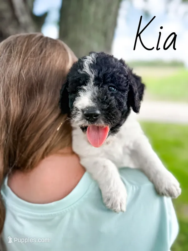Kia – Labradoodle puppy for sale in Ohio City, OH