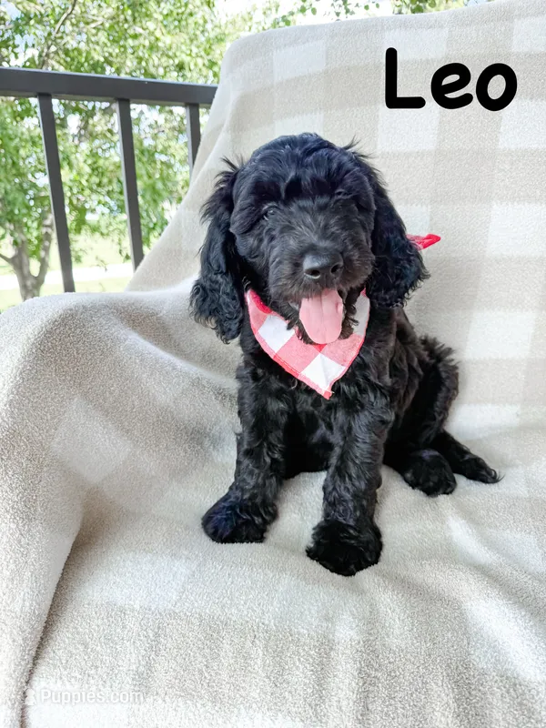 Leo – Goldendoodle puppy for sale in Ohio City, OH