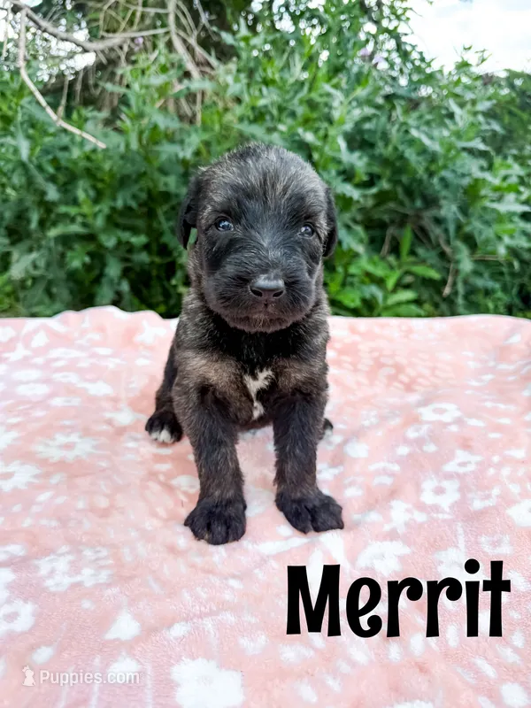 Merrit – Irish Wolfadoodle puppy for sale in Ohio City, OH