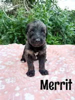 Merrit, a male Irish Wolfadoodle for sale in Ohio City, OH – 1 of 1