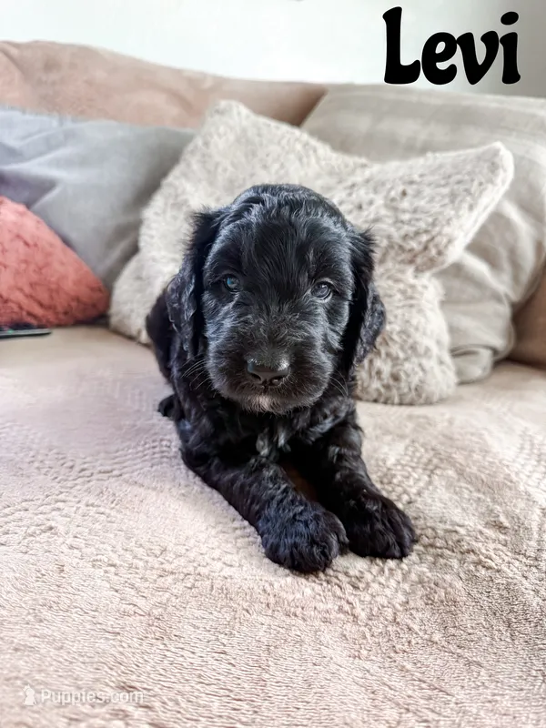 Levi – Goldendoodle puppy for sale in Ohio City, OH
