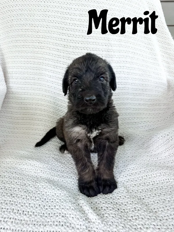 Merrit – Irish Wolfadoodle puppy for sale in Ohio City, OH