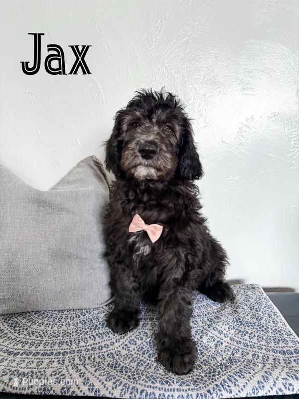 Jax