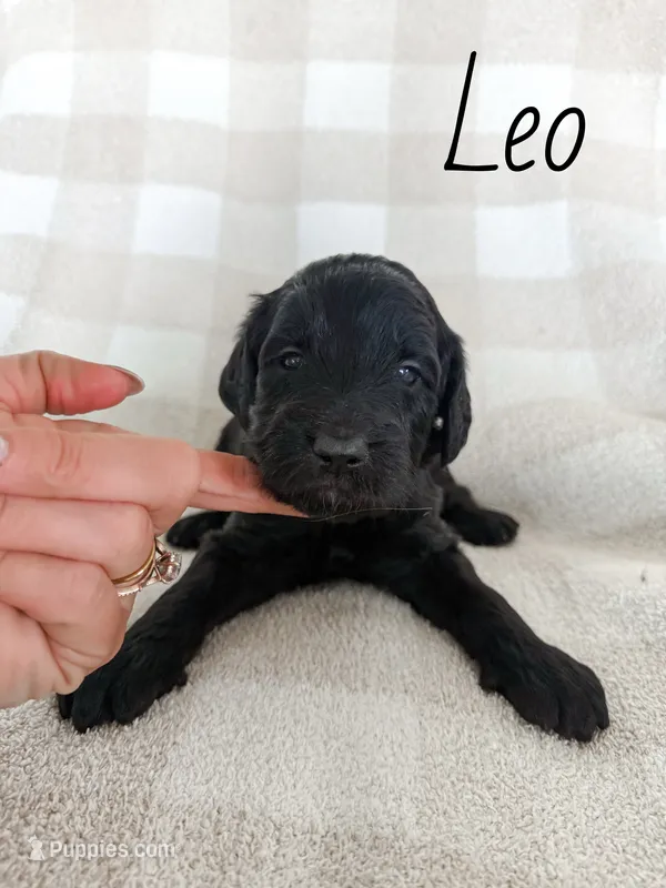 Leo – Goldendoodle puppy for sale in Ohio City, OH