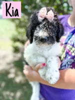 Kia, a female Labradoodle for sale in Ohio City, OH – 1 of 5