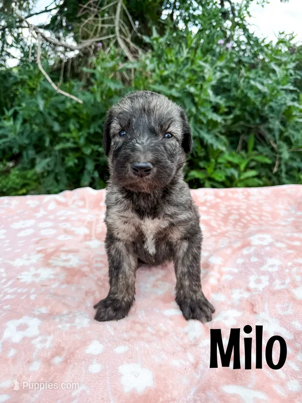 Milo – Irish Wolfadoodle puppy for sale in Ohio City, OH