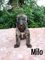 Milo, a male Irish Wolfadoodle for sale in Ohio City, OH – 1 of 1