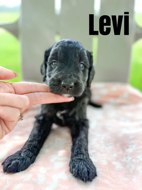 Levi – Goldendoodle puppy for sale in Ohio City, OH