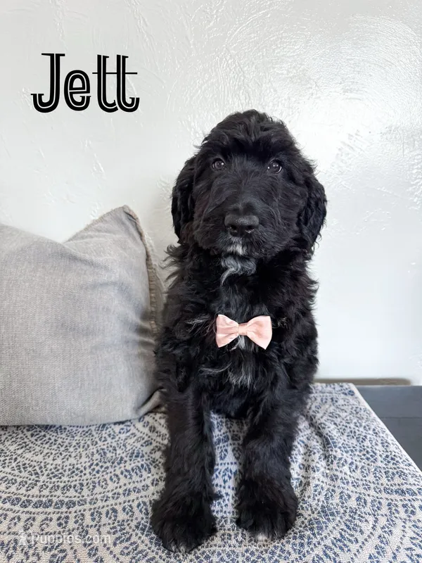 Jett