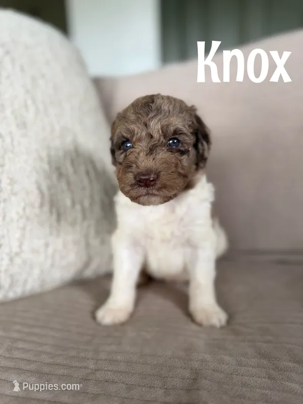 Knox – Labradoodle puppy for sale in Ohio City, OH