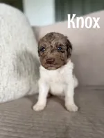 Knox, a male Labradoodle for sale in Ohio City, OH – 1 of 1