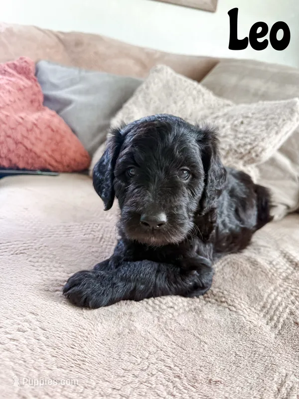 Leo – Goldendoodle puppy for sale in Ohio City, OH
