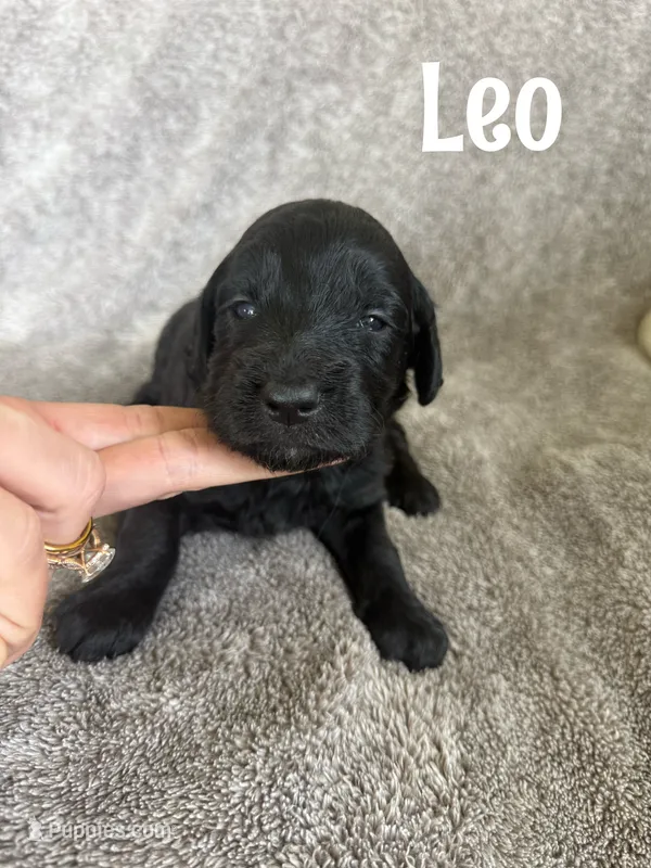 Leo – Goldendoodle puppy for sale in Ohio City, OH