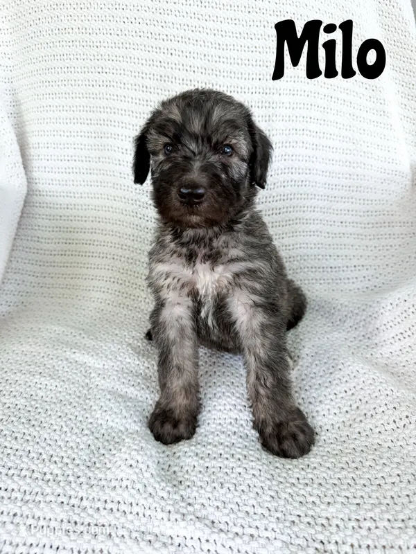 Milo – Irish Wolfadoodle puppy for sale in Ohio City, OH