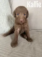 Kallie, a female Labradoodle for sale in Ohio City, OH – 1 of 1