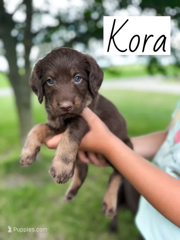 Kora – Labradoodle puppy for sale in Ohio City, OH