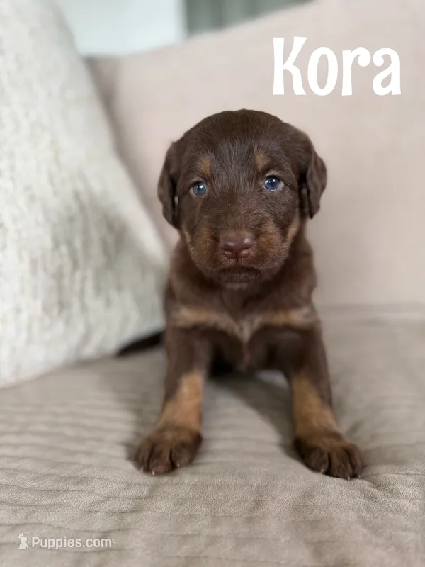 Kora – Labradoodle puppy for sale in Ohio City, OH