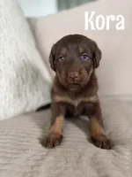 Kora, a female Labradoodle for sale in Ohio City, OH – 1 of 1