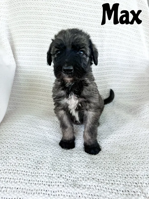 Max – Irish Wolfadoodle puppy for sale in Ohio City, OH