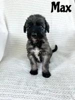 Max, a male Irish Wolfadoodle for sale in Ohio City, OH – 2 of 3