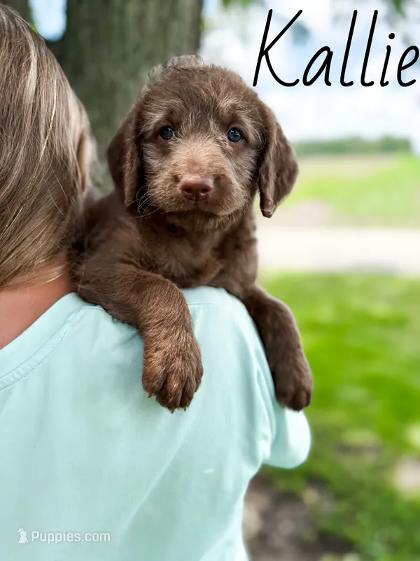 Kallie – Labradoodle puppy for sale in Ohio City, OH