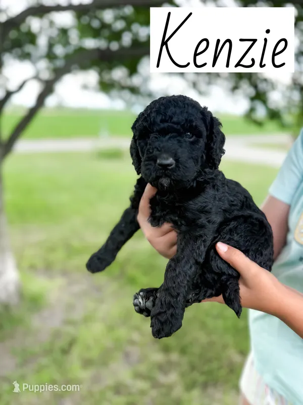 Kenzie – Labradoodle puppy for sale in Ohio City, OH
