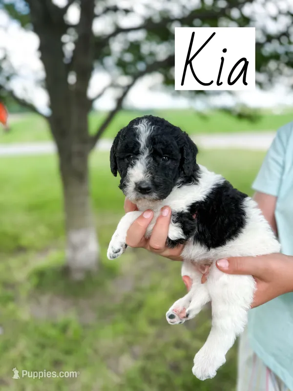Kia – Labradoodle puppy for sale in Ohio City, OH