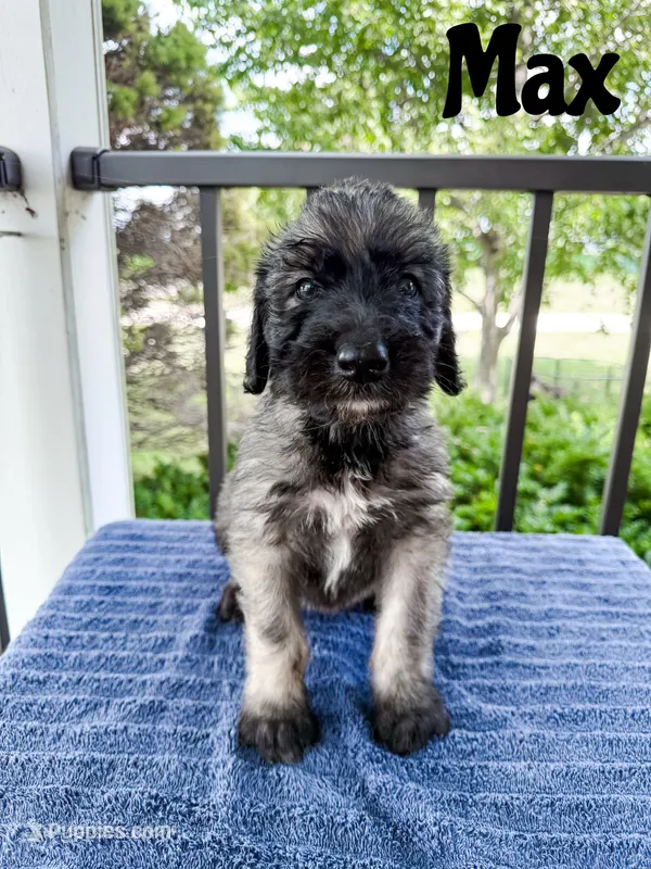 Max – Irish Wolfadoodle puppy on hold in Ohio City, OH