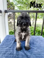Max, a male Irish Wolfadoodle for sale in Ohio City, OH – 1 of 3