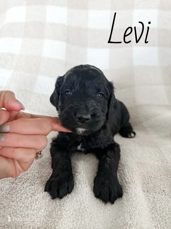 Levi – Goldendoodle puppy for sale in Ohio City, OH