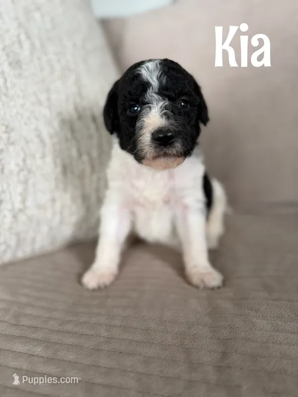 Kia – Labradoodle puppy for sale in Ohio City, OH