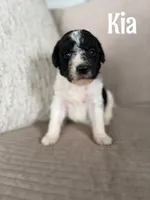 Kia, a female Labradoodle for sale in Ohio City, OH – 1 of 1