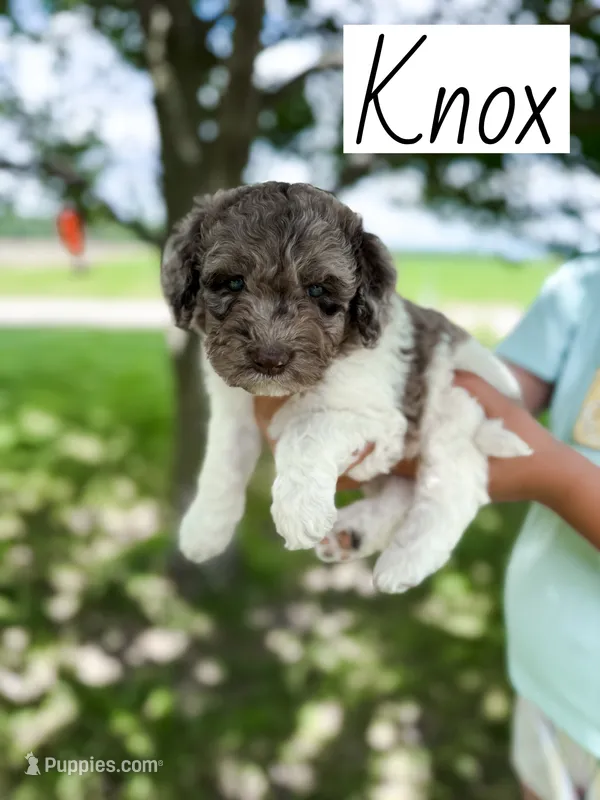 Knox – Labradoodle puppy for sale in Ohio City, OH