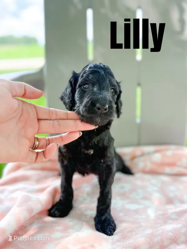 Lilly – Goldendoodle puppy for sale in Ohio City, OH