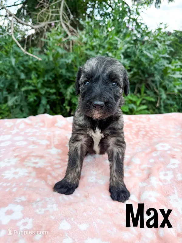 Max – Irish Wolfadoodle puppy for sale in Ohio City, OH