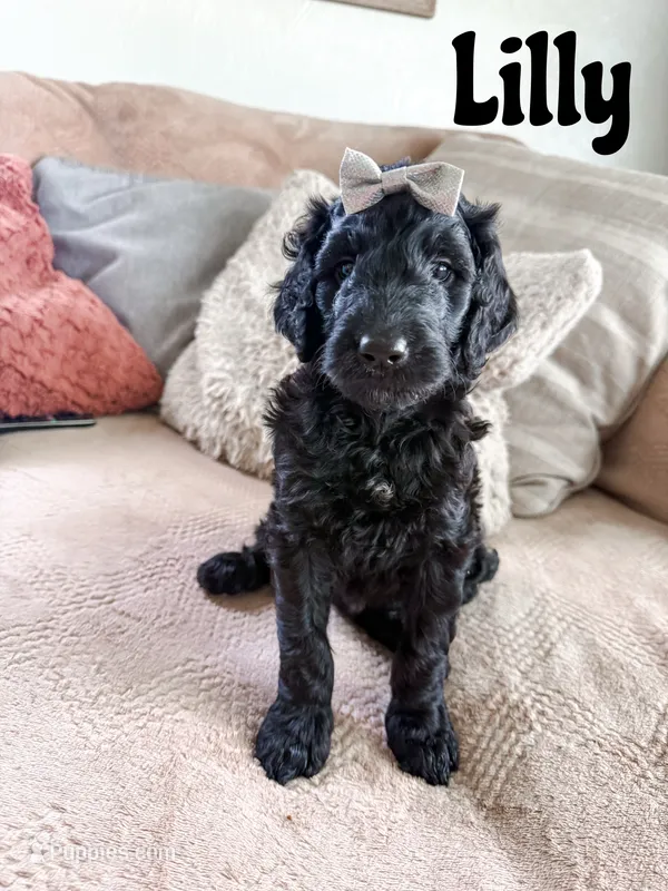 Lilly – Goldendoodle puppy for sale in Ohio City, OH