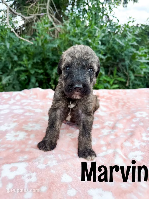 Marvin – Irish Wolfadoodle puppy for sale in Ohio City, OH