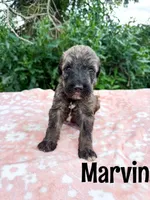 Marvin, a male Irish Wolfadoodle for sale in Ohio City, OH – 1 of 1
