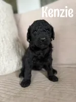 Kenzie, a female Labradoodle for sale in Ohio City, OH – 1 of 1